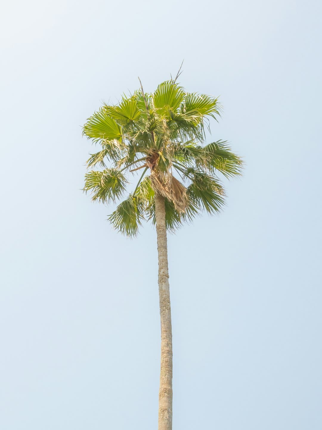 迪丽热巴如何用新疆舞蹈成为文明使者?揭秘顶流保鲜诀窍
